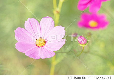 屋子周圍鮮花盛開，四季各異。公園花園裡，美麗的彩色波斯菊在秋風中搖曳。 134387751