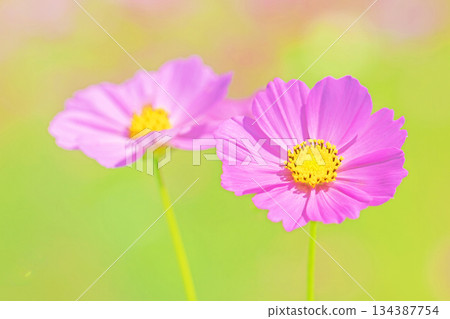 屋子周圍鮮花盛開,四季各異。公園花園裡,美麗的彩色波斯菊在秋風中搖曳。 屋子周圍鮮花盛開,四季各異。公園花園裡,美麗的彩色波斯菊在秋風中搖曳。 134387754