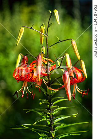 Bright red flowers of tiger lily (Lilium lancifolium) against a dark green background on a sunny summer day. Bright red flowers of tiger lily (Lilium lancifolium) against a dark green background on a sunny summer day. 134387952