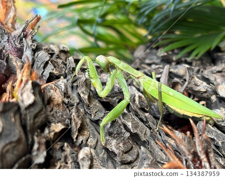 一隻螳螂在樹上等待獵物的側照 一隻螳螂在樹上等待獵物的側照 134387959