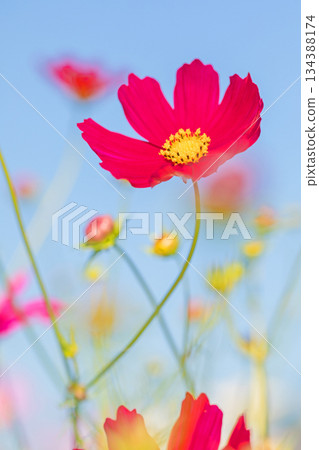 屋子周圍鮮花盛開，四季各異。公園花園裡，美麗的彩色波斯菊在秋風中搖曳。 134388174