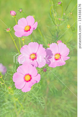 屋子周圍鮮花盛開，四季各異。公園花園裡，美麗的彩色波斯菊在秋風中搖曳。 134388176