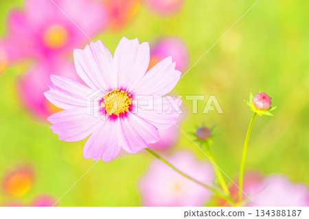 Flowers around the house, various in all seasons. Beautiful colorful cosmos flowers bloom in the park's flower garden, swaying in the autumn breeze. 134388187