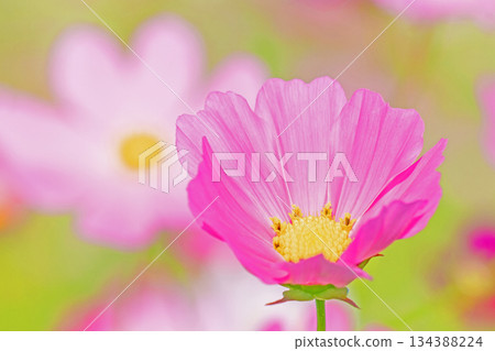 Flowers around the house, various in all seasons. Beautiful colorful cosmos flowers bloom in the park's flower garden, swaying in the autumn breeze. Flowers around the house, various in all seasons. Beautiful colorful cosmos flowers bloom in the park's flower garden, swaying in the autumn breeze. 134388224