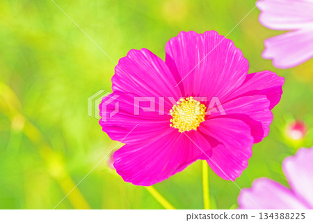 Flowers around the house, various in all seasons. Beautiful colorful cosmos flowers bloom in the park's flower garden, swaying in the autumn breeze. Flowers around the house, various in all seasons. Beautiful colorful cosmos flowers bloom in the park's flower garden, swaying in the autumn breeze. 134388225