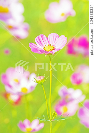 Flowers around the house, various in all seasons. Beautiful colorful cosmos flowers bloom in the park's flower garden, swaying in the autumn breeze. Flowers around the house, various in all seasons. Beautiful colorful cosmos flowers bloom in the park's flower garden, swaying in the autumn breeze. 134388334