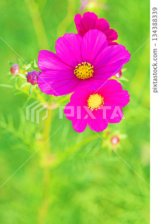 Flowers around the house, various in all seasons. Beautiful colorful cosmos flowers bloom in the park's flower garden, swaying in the autumn breeze. Flowers around the house, various in all seasons. Beautiful colorful cosmos flowers bloom in the park's flower garden, swaying in the autumn breeze. 134388339