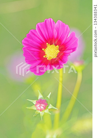 屋子周圍鮮花盛開,四季各異。公園花園裡,美麗的彩色波斯菊在秋風中搖曳。 屋子周圍鮮花盛開,四季各異。公園花園裡,美麗的彩色波斯菊在秋風中搖曳。 134388341