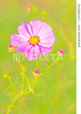 屋子周圍鮮花盛開，四季各異。公園花園裡，美麗的彩色波斯菊在秋風中搖曳。 134388342