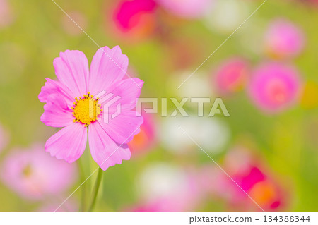 Flowers around the house, various in all seasons. Beautiful colorful cosmos flowers bloom in the park's flower garden, swaying in the autumn breeze. Flowers around the house, various in all seasons. Beautiful colorful cosmos flowers bloom in the park's flower garden, swaying in the autumn breeze. 134388344