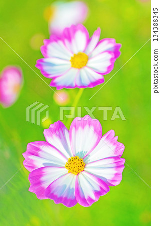 Flowers around the house, various in all seasons. Beautiful colorful cosmos flowers bloom in the park's flower garden, swaying in the autumn breeze. Flowers around the house, various in all seasons. Beautiful colorful cosmos flowers bloom in the park's flower garden, swaying in the autumn breeze. 134388345