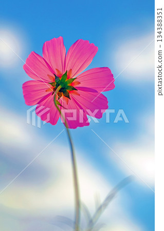 Flowers around the house, various in all seasons. Beautiful colorful cosmos flowers bloom in the park's flower garden, swaying in the autumn breeze. 134388351