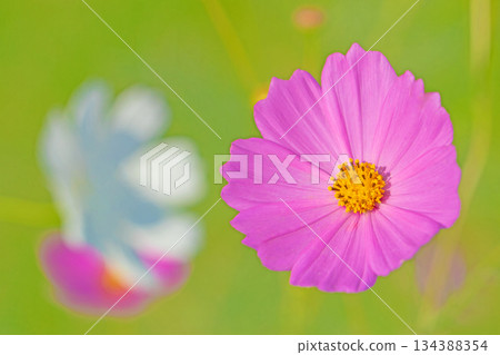 Flowers around the house, various in all seasons. Beautiful colorful cosmos flowers bloom in the park's flower garden, swaying in the autumn breeze. Flowers around the house, various in all seasons. Beautiful colorful cosmos flowers bloom in the park's flower garden, swaying in the autumn breeze. 134388354