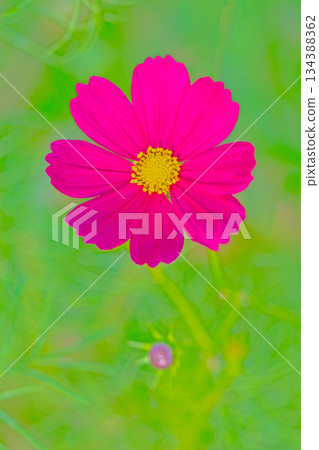Flowers around the house, various in all seasons. Beautiful colorful cosmos flowers bloom in the park's flower garden, swaying in the autumn breeze. 134388362