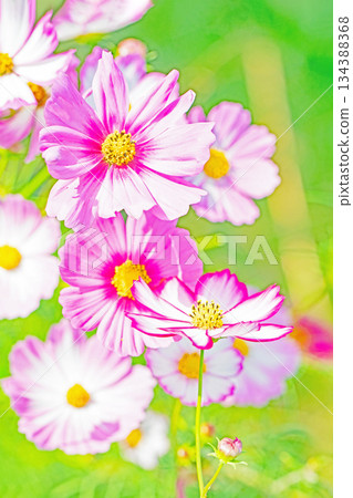 屋子周圍鮮花盛開,四季各異。公園花園裡,美麗的彩色波斯菊在秋風中搖曳。 屋子周圍鮮花盛開,四季各異。公園花園裡,美麗的彩色波斯菊在秋風中搖曳。 134388368