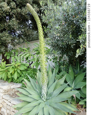 Agave (bud) Agave (bud) 134388719