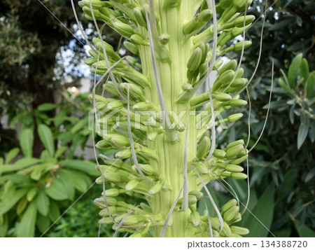 Agave (bud) Agave (bud) 134388720