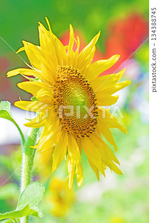 Flowers around the house, various in all seasons. Beautiful large sunflowers bloom against the blue sky in the flower garden on the farm. 134388745