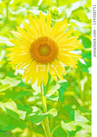 Flowers around the house, various in all seasons. Beautiful large sunflowers bloom against the blue sky in the flower garden on the farm. 134388751