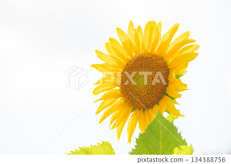 Flowers around the house, various in all seasons. Beautiful large sunflowers bloom against the blue sky in the flower garden on the farm. Flowers around the house, various in all seasons. Beautiful large sunflowers bloom against the blue sky in the flower garden on the farm. 134388756