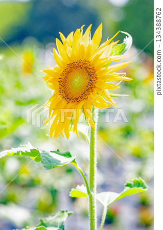 Flowers around the house, various in all seasons. Beautiful large sunflowers bloom against the blue sky in the flower garden on the farm. Flowers around the house, various in all seasons. Beautiful large sunflowers bloom against the blue sky in the flower garden on the farm. 134388762