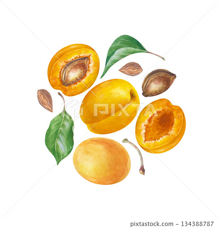 Composition in a circle with apricots, green leaves and pits. Watercolor illustration on an isolated background. Fruit clipart. A set for cooking, cosmetics, farming. Composition in a circle with apricots, green leaves and pits. Watercolor illustration on an isolated background. Fruit clipart. A set for cooking, cosmetics, farming. 134388787