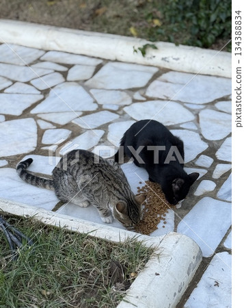 Two cats eating kibble on a stone path near green grass during a calm outdoor setting Two cats eating kibble on a stone path near green grass during a calm outdoor setting 134388834