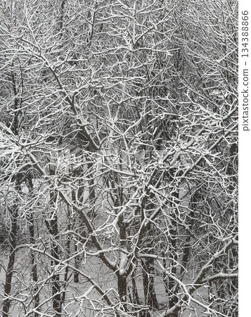 Snow-covered tree branches create intricate patterns in a winter scene, capturing natures beauty Snow-covered tree branches create intricate patterns in a winter scene, capturing natures beauty 134388866