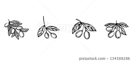 A hand-drawn set of branches with olives A hand-drawn set of branches with olives 134389286