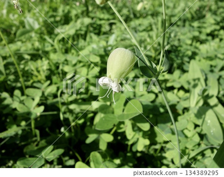 西西里白茉莉 134389295