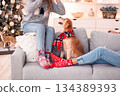 Dogs And Humans Enjoy Winter Warmth, Casual Indoor Setting Showcasing Seasonal Cheer And Animal Companionship 134389393