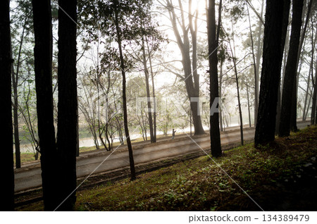 Morning scene inside the pine tree inside the cultivated area of mountain slope. 134389479