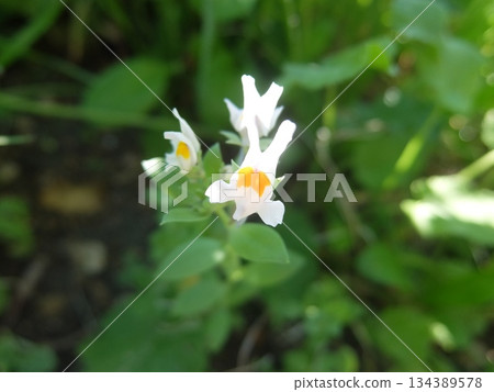 野生的無塊花 134389578