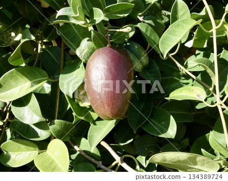 Madagascar jasmine fruit 134389724