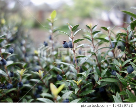 雲杉的果實 134389758