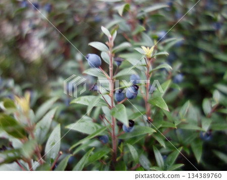 雲杉的果實 134389760