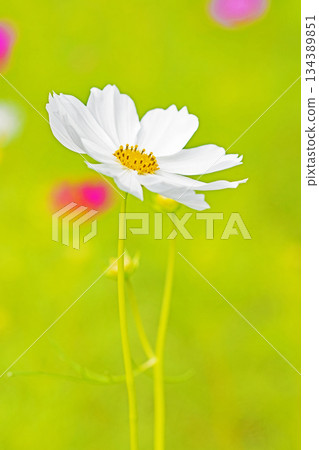 Flowers around the house, various in all seasons. Beautiful colorful cosmos flowers bloom in the park's flower garden, swaying in the autumn breeze. 134389851
