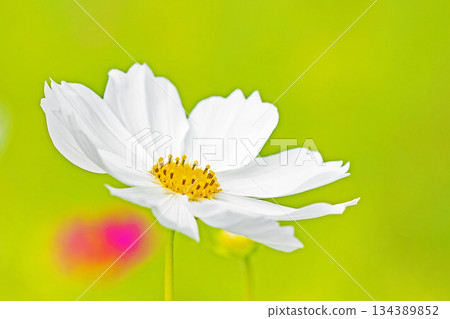 Flowers around the house, various in all seasons. Beautiful colorful cosmos flowers bloom in the park's flower garden, swaying in the autumn breeze. Flowers around the house, various in all seasons. Beautiful colorful cosmos flowers bloom in the park's flower garden, swaying in the autumn breeze. 134389852