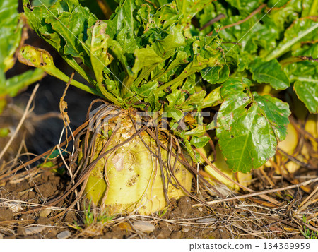This image captures the essence of a single beet plant, from the ground up, highlighting its life cycle. 134389959