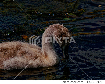Witness the serene beauty of a young swan as it claims the tranquil waters as its own playground. 134389973