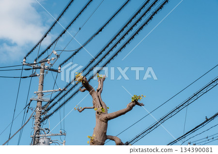 電線桿防鳥害工作 電線桿防鳥害工作 134390081