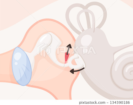 Illustration material of stapedius reflex Illustration material of stapedius reflex 134390186