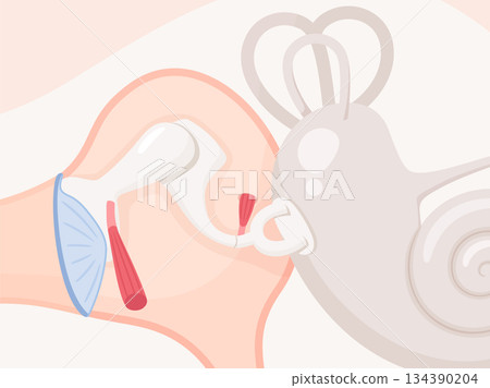 鐙骨肌和鼓膜張肌示意圖 134390204