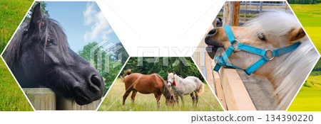 Hexagonal Photo Collage of Ponies and Horses in Green Pastures Hexagonal Photo Collage of Ponies and Horses in Green Pastures 134390220