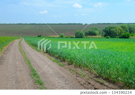 Dirt Road Winding Through Green Wheat Fields and Plowed Earth Dirt Road Winding Through Green Wheat Fields and Plowed Earth 134390224