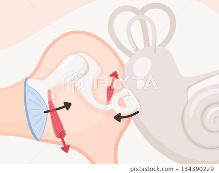 Illustration of the auditory reflex 134390229