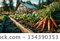 A freshly harvested bunch of carrots lies on rich soil. A rustic greenhouse and leafy beds blur softly in the warm background 134390353
