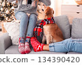 Relaxed Cozy Setting With Dog And Decorations, Warm And Inviting Holiday Living Space With Pet And Festive Decor 134390420