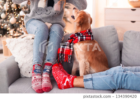 Relaxed Cozy Setting With Dog And Decorations, Warm And Inviting Holiday Living Space With Pet And Festive Decor Relaxed Cozy Setting With Dog And Decorations, Warm And Inviting Holiday Living Space With Pet And Festive Decor 134390420