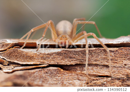 Mediterranean recluse spider, violin spider (Loxosceles rufescens), Brown recluse spider, in its wild habitat. 134390512